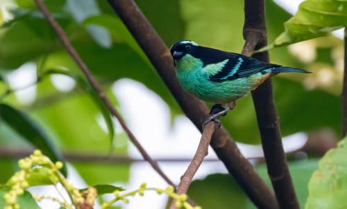 Blue-browed Tanager