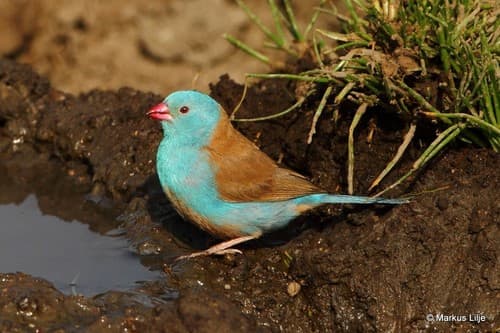 Blue-capped Cordonbleu