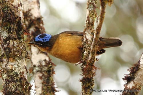 Blue-capped Ifrita