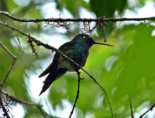 Blue-capped Puffleg