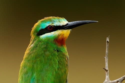 Blue-cheeked Bee-eater