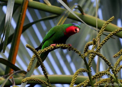 Blue-crowned Lorikeet