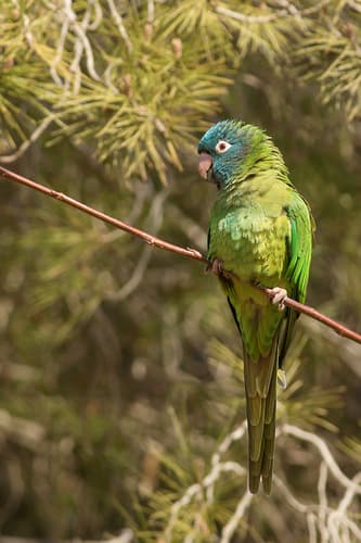 Blue-crowned Parakeet