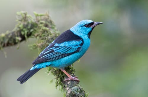 Blue Dacnis