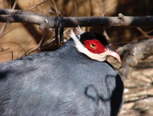 Blue Eared-Pheasant