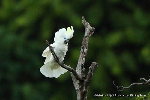 Blue-eyed Cockatoo
