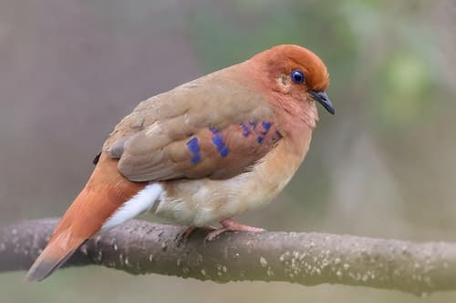 Blue-eyed Ground Dove
