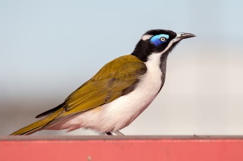 Blue-faced Honeyeater