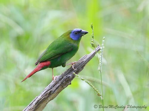 Blue-faced Parrotfinch