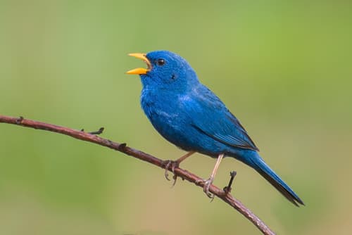 Indigo Bunting