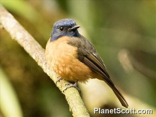Blue-fronted Flycatcher