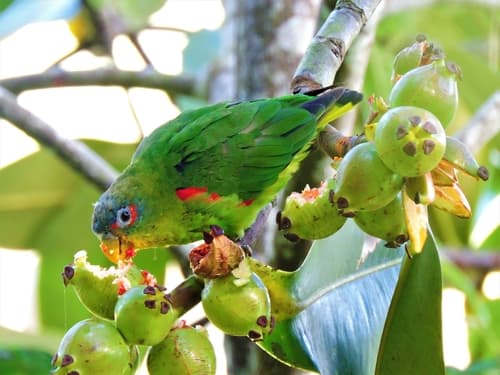 Blue-fronted Parrotlet