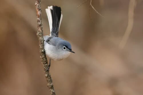 Blue-gray Gnatcatcher