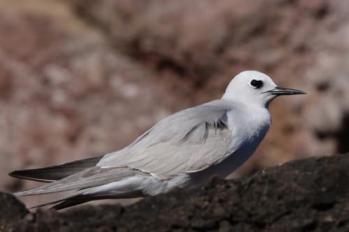 Blue-gray Noddy