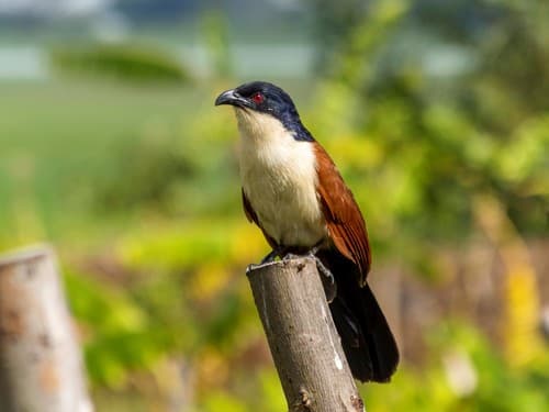 Blue-headed Coucal