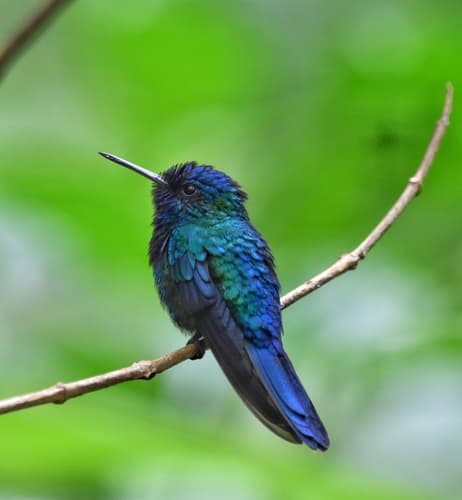 Blue-headed Hummingbird