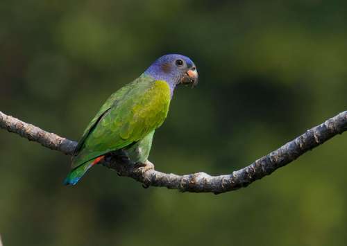 Blue-headed Parrot