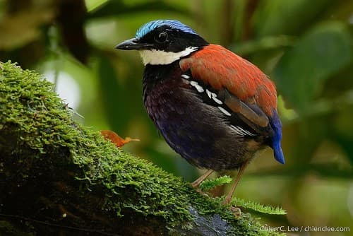 Blue-headed Pitta