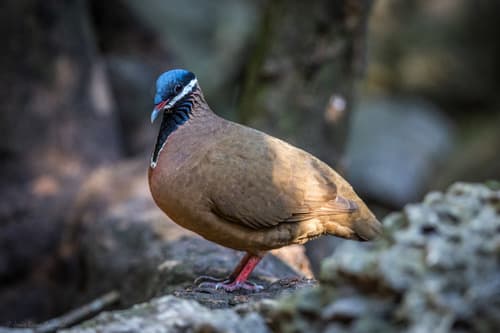 Blue-headed Quail-Dove
