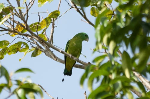 Blue-headed Racquet-tail