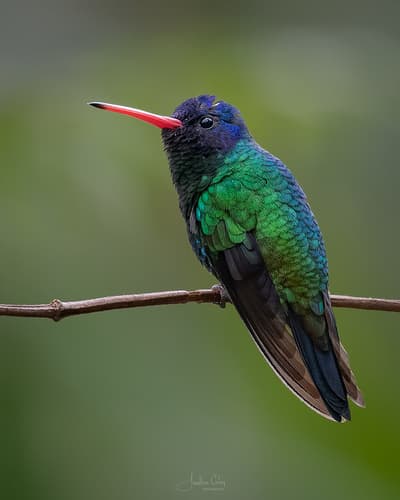Blue-headed Sapphire