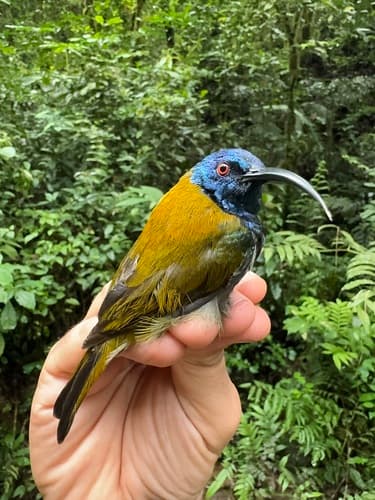 Blue-headed Sunbird