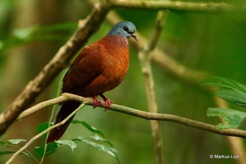 Blue-headed Wood-Dove