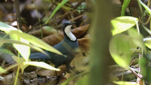 Blue Jewel-babbler
