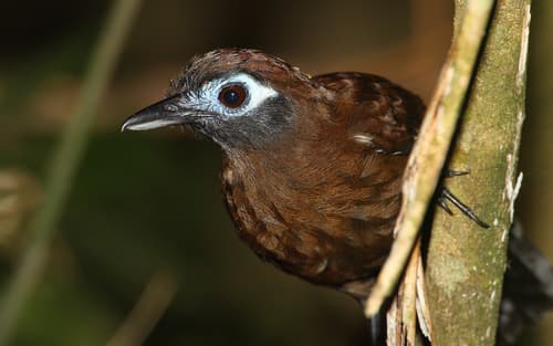 Blue-lored Antbird