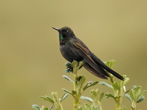 Blue-mantled Thornbill