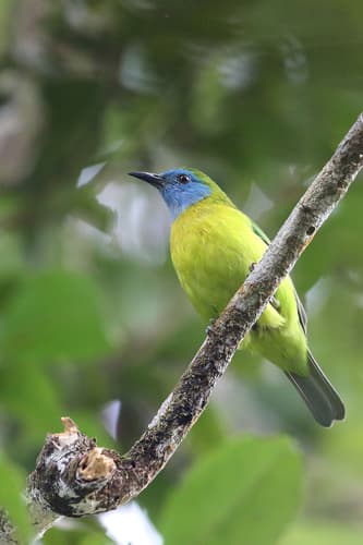 Blue-masked Leafbird