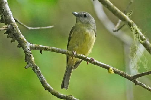 Blue Mountain Vireo