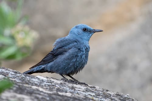 Blue Rock-Thrush