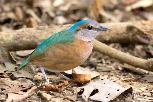 Blue-rumped Pitta