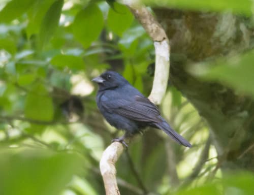 Blue Seedeater