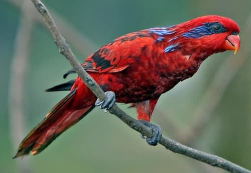 Blue-streaked Lory