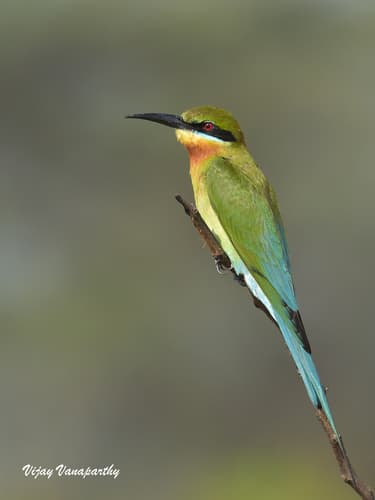 Blue-tailed Bee-eater