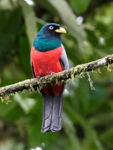 Blue-tailed Trogon