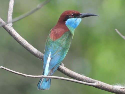 Blue-throated Bee-eater