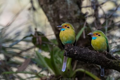 Blue-throated Motmot