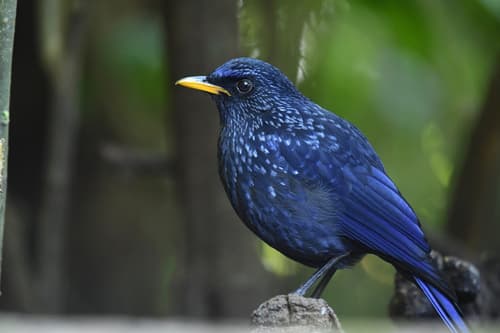Blue Whistling-Thrush
