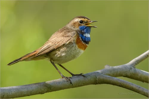 Bluethroat