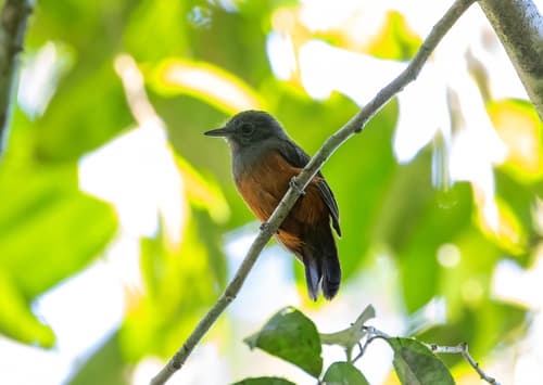 Bluish-slate Antshrike