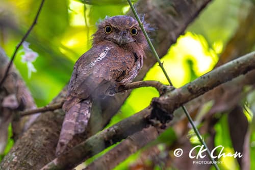 Blyth's Frogmouth