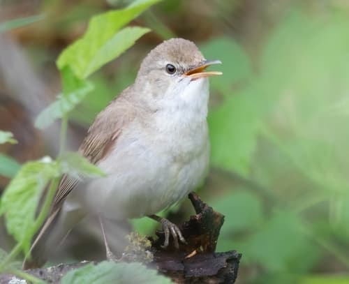 Blyth's Reed Warbler