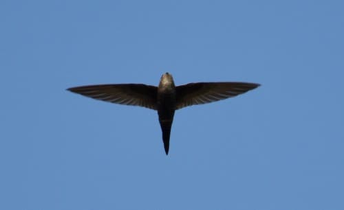 Blyth's Swift