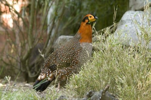 Blyth's Tragopan