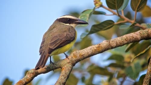 Boat-billed Flycatcher