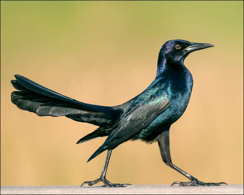 Boat-tailed Grackle