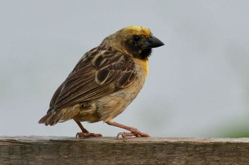 Bob-tailed Weaver